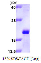 APOM-sds-page - Product image 1
