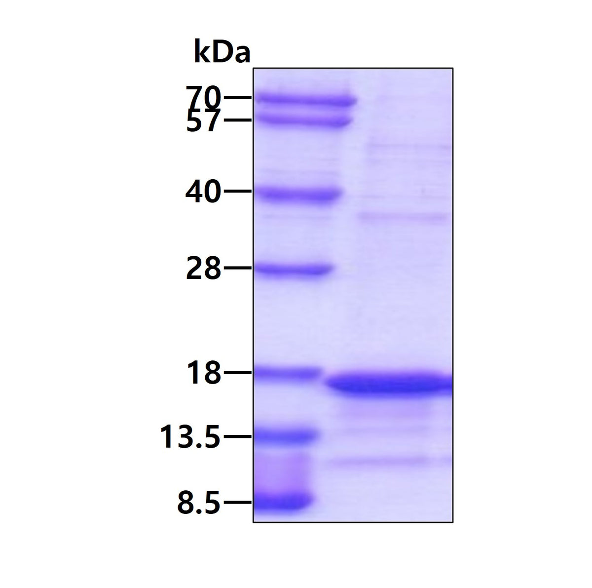 APRIL-sds-page - Product image 1