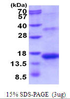 Activin A Human sds-page - Product image 1