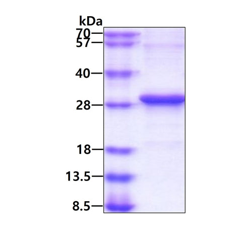Adiponectin-sds-page - Product image 1