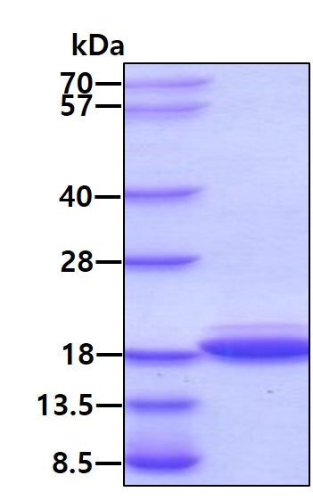 Adiponectin-sds-page - Product image 1