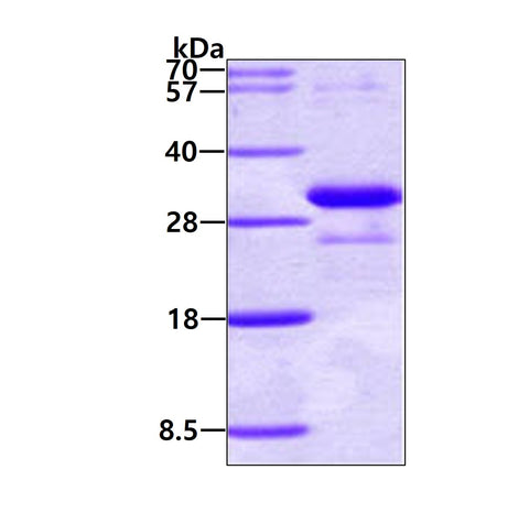 Adiponectin-sds-page - Product image 1