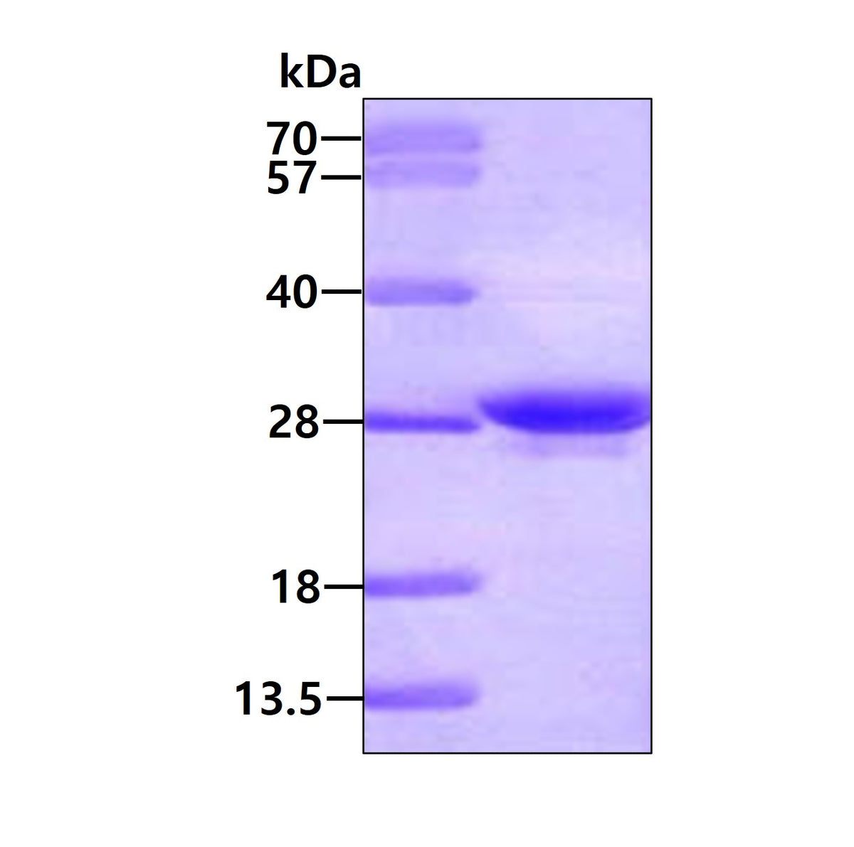 Apolipoprotein A1-sds-page - Product image 1