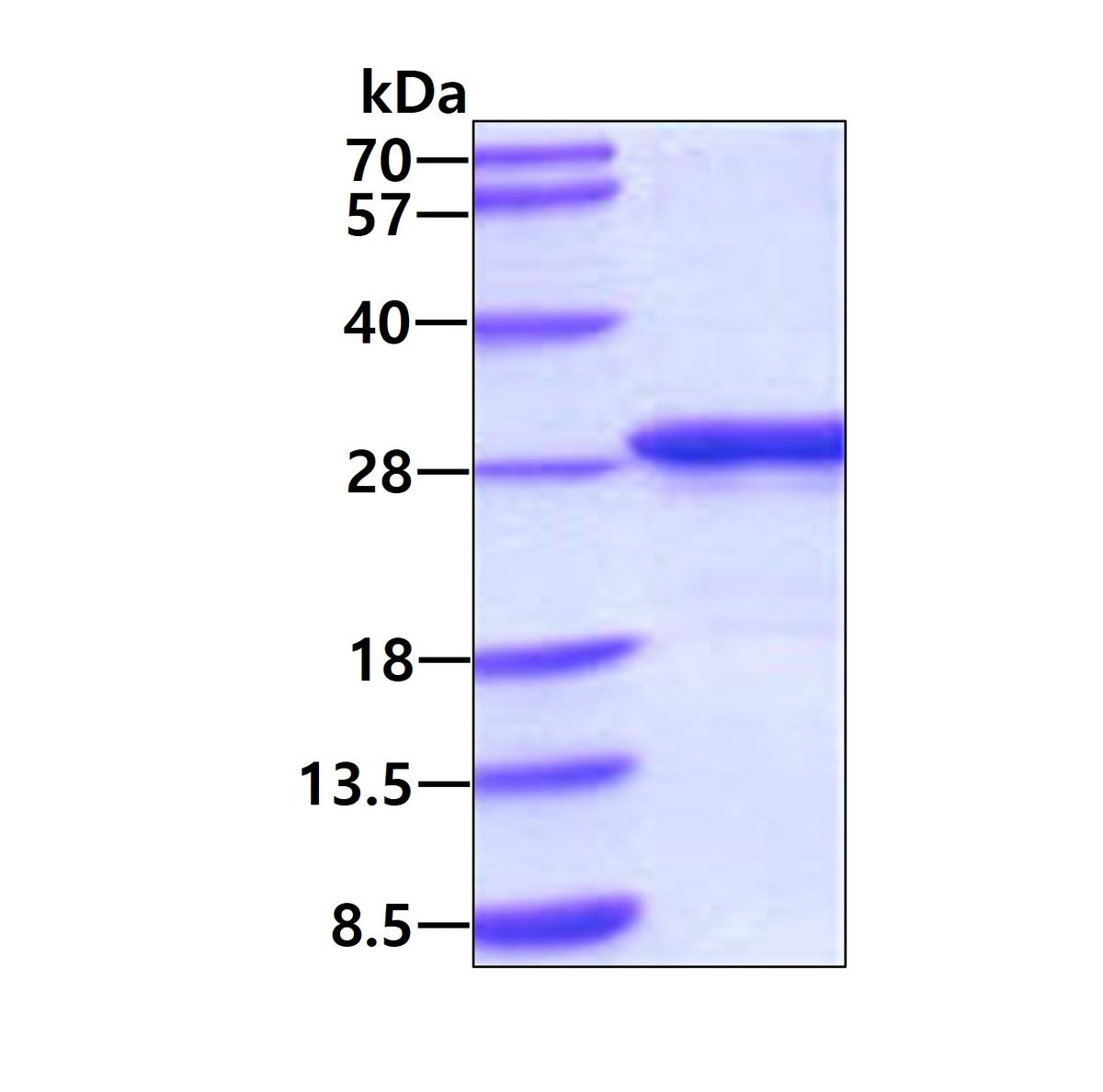 Apolipoprotein A1-sds-page - Product image 1