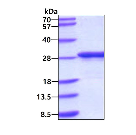 Apolipoprotein A1-sds-page - Product image 1
