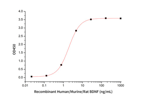 bdnf activity - Product image 1