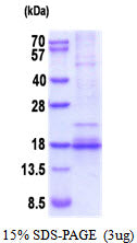 BDNF-sds-page - Product image 1