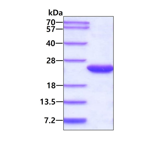 BLyS-sds-page - Product image 1