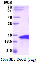 BMP5-sds-page - Product image 1