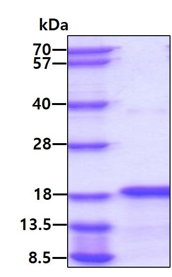 BMP6-sds-page - Product image 1