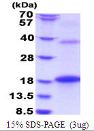 BMP8B-sds-page - Product image 1