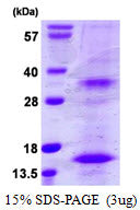 BST2-sds-page - Product image 1