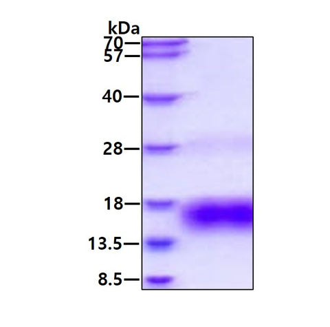 Betacellulin-sds-page - Product image 1