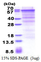 CD105-sds-page - Product image 1