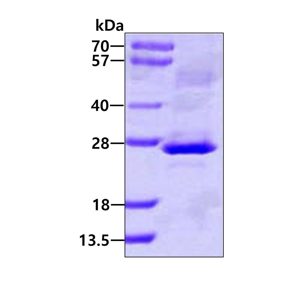 CLCF-sds-page - Product image 1