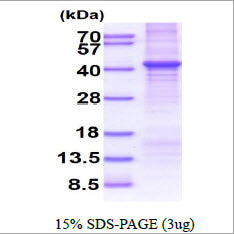 CNTF-sds-page - Product image 1
