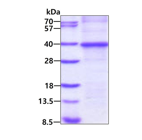 CTGF-sds-page - Product image 1
