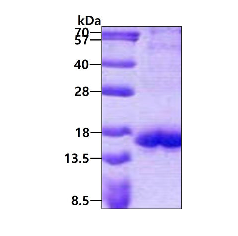 CTLA4-sds-page - Product image 1