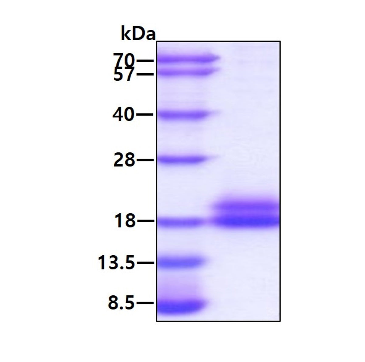 CTLA4-sds-page - Product image 1
