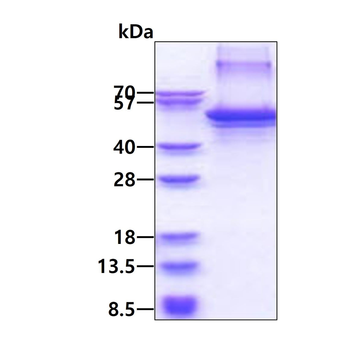 Clusterin-sds-page - Product image 1