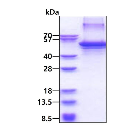 Clusterin-sds-page - Product image 1