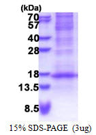 DEFB116-sds-page - Product image 1