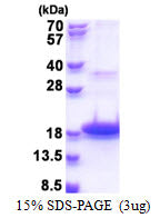 DEFB118-sds-page - Product image 1