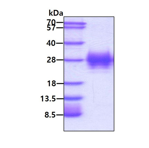 EPO-sds-page - Product image 1