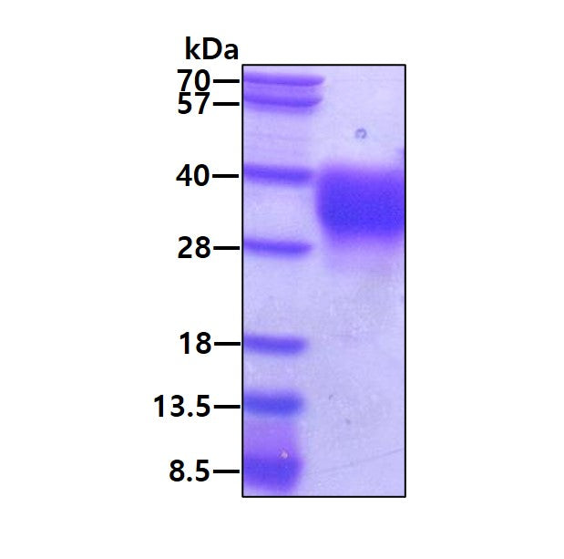 EPO-sds-page - Product image 1