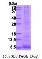 EREG-sds-page - Product image 1