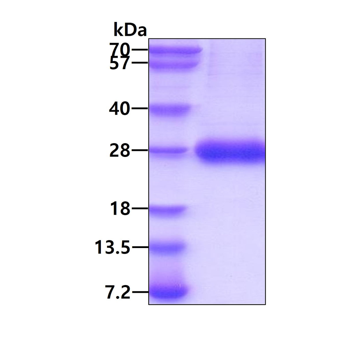 Epoetin-sds-page - Product image 1