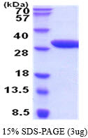 Erythropoietin-sds-page - Product image 1