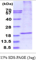 FASL-sds-page - Product image 1