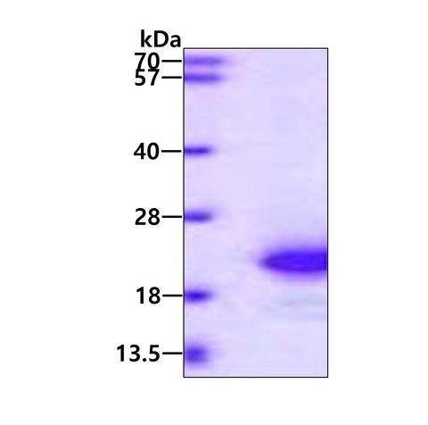 FGF1-sds-page - Product image 1