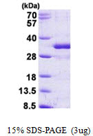 FGF14-sds-page - Product image 1
