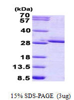 FGF17-sds-page - Product image 1