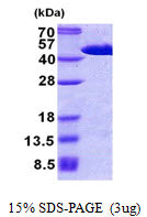 FIBP Human - Product image 1