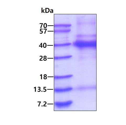FSTL1  Human-sds-page - Product image 1