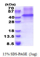 GFRA3 Human - Product image 1