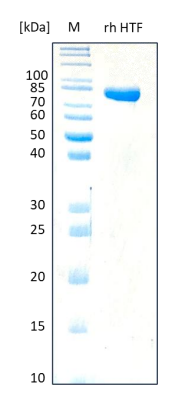 Holo Transferrin Human sds-page - Product image 1