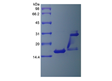 IL17A Human SDS-PAGE - Product image 1