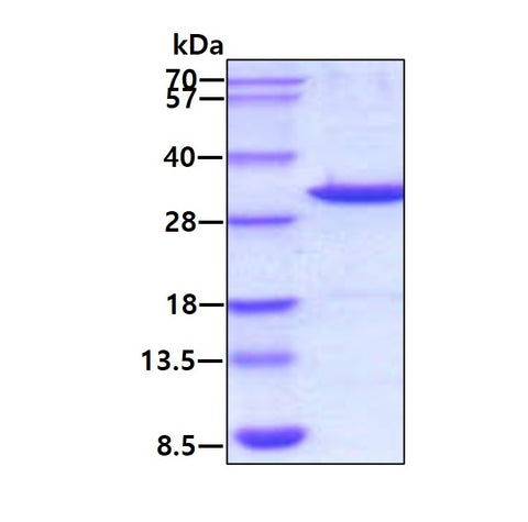 LGALS3-sds-page - Product image 1