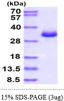 LGALS3-sds-page - Product image 1
