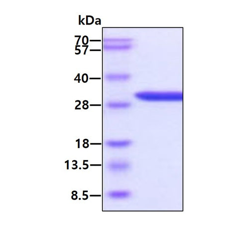 LGALS3 Human, His-sds-page - Product image 1