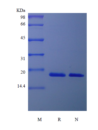 Pleiotrophin Human SDS-PAGE - Product image 1