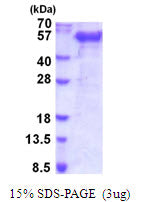 Follistatin Human, Sf9-sds-page - Product image 1