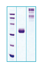 adiponectin human HEK sds-page - Product image 1