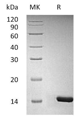 bdnf uman cho sds-page - Product image 1
