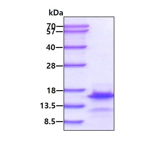 BNP Human sds-page - Product image 1
