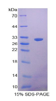 Clusterin Canine sds-page - Product image 1